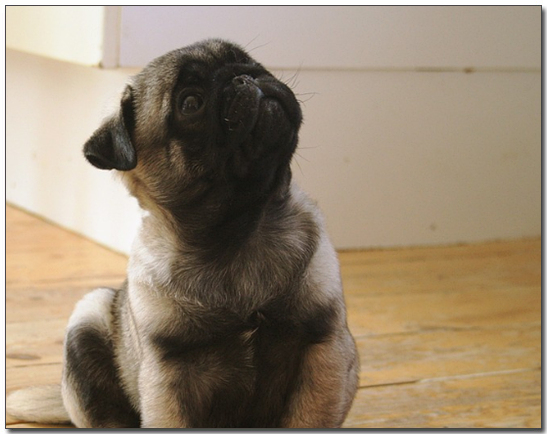 주인을 보고 있는 퍼그