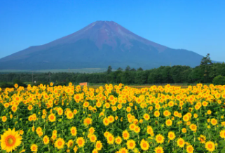 태백 해바라기축제