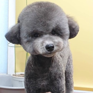 귀여운 푸들