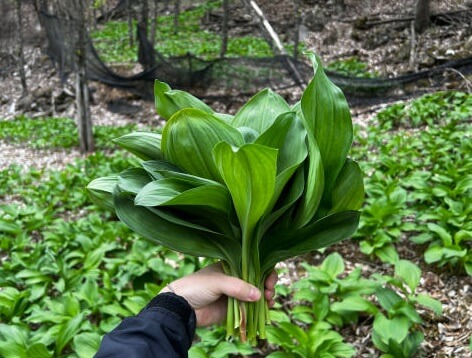 생방송투데이 이 주의 장바구니 강원도 평창 참두릅 365삼 구입 주문방법 산양삼, 오가피순, 명이나물, 고들빼기, 산더덕, 솔순, 도라지, 땅두릅