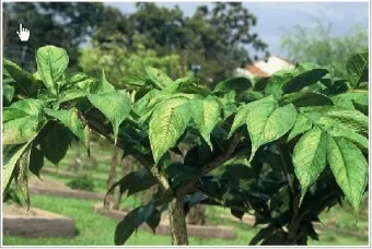 곤약 재배 모판 만들기 습도 관리 알맞은 그늘_4