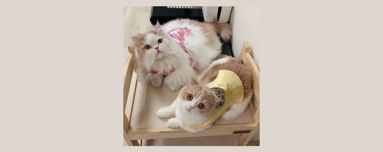 한복입은 고양이