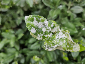 사철나무 흰가루병1