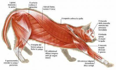 안녕하세요. 행복한 골골 고양이입니다. 오늘은 고양이의 근육계에 대해 탐구하고 이야기해 보려 합니다.

높은 곳에서도 안정적으로 착지하는 고양이를 보면 경이로울 따름인데요. 우리의 고양이들은 어떻게 이런 근육의 형태를 갖게 되었는지 알아보겠습니다. 고양이들 근육의 복잡함, 진화를 이해하면 그들이 어떻게 효율적이고 민첩한 포식자로 진화했는지에 대한 더 깊은 통찰력을 얻을 수 있을 뿐만 아니라 오늘날 우리가 고양이를 키울 때 좀 더 면밀히 관찰하고 이해할 수 있습니다.



고양이의 근육계를 소개합니다.



고양이의 근육 시스템은 동물계에서 가장 효율적이고 정밀하게 조정된 시스템 중 하나로 민첩성, 힘, 정확성이라는 놀라운 업적을 가지능하게 합니다. 절대 육식 동물인 고양이는 수백만 년에 걸쳐 매우 효율적인 포식자로 진화했습니다. 그들의 근육 구조는 은밀한 움직임, 빠른 가속, 먼 거리를 도약하는 능력에 대한 요구를 수용하도록 적응되었습니다. 집고양이와 야생 고양이 모두의 근육은 순발력 근섬유로 구성되어 있어 짧은 속도와 힘의 폭발에 최적화되어 강력한 사냥꾼이 됩니다. 늑대나 인간과 같은 지구력 운동선수와는 달리 고양이는 단거리 선수로 장거리 추적보다는 빠르고 결단력 있는 행동을 하도록 설계되었습니다. 이러한 독특한 근육 구성은 포식적인 생활 방식을 지원하여 신체에 의존하여 놀라운 속도와 민첩함으로 먹이를 잡고 위협을 피할 수 있게 해줍니다.



고양이 근육의 장점.



고양이 근육 시스템의 주요 장점 중 하나는 무게 대비 놀라운 파워 비율로, 고양이가 가볍고 민첩한 체형을 유지하면서 엄청난 힘을 생성할 수 있다는 것입니다. 고양이는 뒷다리의 강한 근육 덕분에 자기 몸길이의 6배나 되는 도약 능력을 갖춘 것으로 알려져 있습니다. 이 능력은 먹이를 덮치거나 위협을 받으면 고지대로 후퇴할 수 있기 때문에 사냥과 자기방어 전략에 매우 중요합니다. 게다가, 고양이는 근육의 탄력적인 특성에 의해 뒷받침되는 놀라운 수준의 유연성을 가지고 있습니다, 이러한 유연성을 통해 그들은 발로 착지하기 위해 유명한 공중 정위 반사를 수행하는 것과 같이 다른 동물이 할 수 없는 방식으로 몸을 비틀고 뒤틀 수 있습니다. 게다가 고양이의 근육 조직은 피로를 최소화하도록 설계되어 있어 먹이를 추적하는 동안에도 오랫동안 가만히 있을 수 있습니다. 이들의 근육 섬유, 특히 순발력 근섬유는 쉬고 있을 때 에너지를 보존하면서 갑작스럽고 강력한 움직임을 위해 빠른 수축을 제공합니다.



고양이의 근육 시스템이 지원하는 생활 방식.



고양이의 근육 조직은 매복 포식자로서의 생활 방식과 완벽하게 일치합니다. 장난감을 쫓는 집고양이이든, 사바나에서 사냥하는 야생 고양이든, 이들의 근육은 강렬한 활동을 위해 만들어졌습니다. 근육을 지배하는 순발력 근섬유는 정지 자세에서 빠른 가속을 가능하게 하여 최소한의 경고만으로 의심하지 않는 먹이를 덮칠 수 있습니다. 이 사냥 전략은 장거리에서 먹이를 추적하기 위해 지구력에 의존하는 늑대와 같은 무리 포식자와 대조됩니다. 대신 고양이는 은밀함과 갑작스러운 속도 폭발에 의존합니다. 이들의 근육 조직은 또한 민첩성을 통해 나무에 오르거나 좁은 공간을 탐색하여 더 큰 포식자를 피하고 다른 동물과의 충돌을 피할 수 있기 때문에 고독한 생활 방식을 지원합니다. 또한, 강하면서도 탄력 있는 근육으로 뒷받침되는 척추의 유연성은 먹이를 쫓거나 위험을 피할 때 급회전하고 방향을 바꿀 수 있는 능력을 제공합니다. 이러한 민첩성은 등반 능력에도 필수적입니다. 근육과 발톱이 함께 작동하여 사냥, 탈출 또는 휴식을 위해 표면을 확장하는 데 도움이 되기 때문입니다.



고양이 근육 조직의 진화 배경.



고양이의 근육 시스템의 진화는 고독한 사냥꾼으로서의 기원에 깊이 뿌리를 두고 있습니다. 고양잇과 동물은 먹이를 잡기 위해 속도와 스텔스에 의존하는 초기 육식성 포유류에서 진화했습니다. 수백만년에 걸쳐 그들의 몸은 지구력보다 힘과 민첩성을 우선시하는 근육 구조로 더욱 작아졌습니다. 약 3천만~4천만년 전인 에오세 후기와 올리고세 시대에 현대 고양이의 조상은 더 효율적인 사냥꾼이 될 수 있는 특성을 개발하기 위해 시작했습니다. 그들의 다리 근육은 점프하고 뛰어오르는 데 더욱 특화되었으며, 숨길 수 있는 발톱의 발달은 표면을 잡고 먹이를 정확하게 잡는 능력에 더욱 도움이 되었습니다. 자연 선택은 빠르게 움직이고, 갑자기 공격하고, 빠르게 사라질 수 있는 고양잇과를 선택하게 되었는데, 이러한 특성이 야생에서 생존 가능성을 높였기 때문입니다. 오늘날 집고양이는 장난감을 쫓고, 작은 공간에 숨고, 높이 뛰어오르는 행동에서 볼 수 있듯이 여전히 이러한 진화된 특성 중 많은 부분을 보여주고 있습니다. 이는 모두 약탈적인 조상의 흔적입니다.



근육 관련 질병.



이러한 진화적 이점과 함께 현대 고양이는 특정 근육 관련 질병을 일으킬 수 있습니다. 흔한 질병 중 하나는 시간이 지남에 따라 고양이의 근육을 약화하는 유전 질환인 근이영양증입니다. 이 상태는 질병이 진행됨에 따라 뛰고 걷고 심지어 서 있는 능력에 영향을 미칠 수 있습니다. 또 다른 문제는 저칼륨 성 다발 근병증입니다. 이는 혈액 내 낮은 칼륨 수치로 인해 발생하는 장애로, 특히 목과 사지의 근육 약화를 초래합니다. 또한, 집고양이는 특히 활동적인 품종이나 나이가 들수록 근육이 약해진 고양이의 경우 좌상이나 찢어짐과 같은 외상으로 인해 근육 상처를 입을 수 있습니다. 고양이의 근육 조직을 이해하는 것은 고양이의 인상적인 신체적 능력을 강조할 뿐만 아니라 나이가 들수록 건강을 유지하기 위한 적절한 관리의 중요성을 강조합니다.
