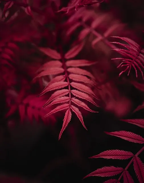 아이 있는 집 식물선택 가시없는종류 배치높이 관리 요령_7