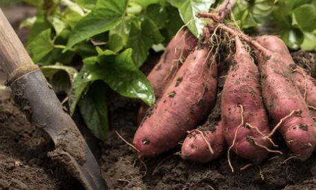 고구마 (Sweet Potato)