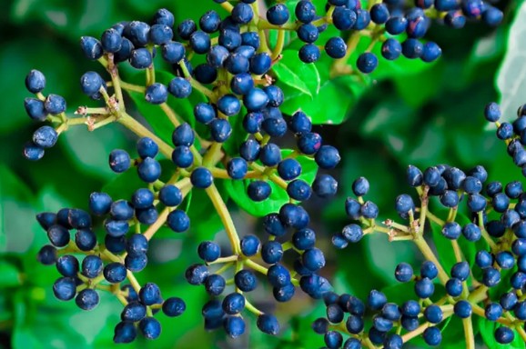 [식물키우기] 가막살나무 키우기 관리법 - 물주기, 햇빛, 온도, 습도, 흙(토양), 비료