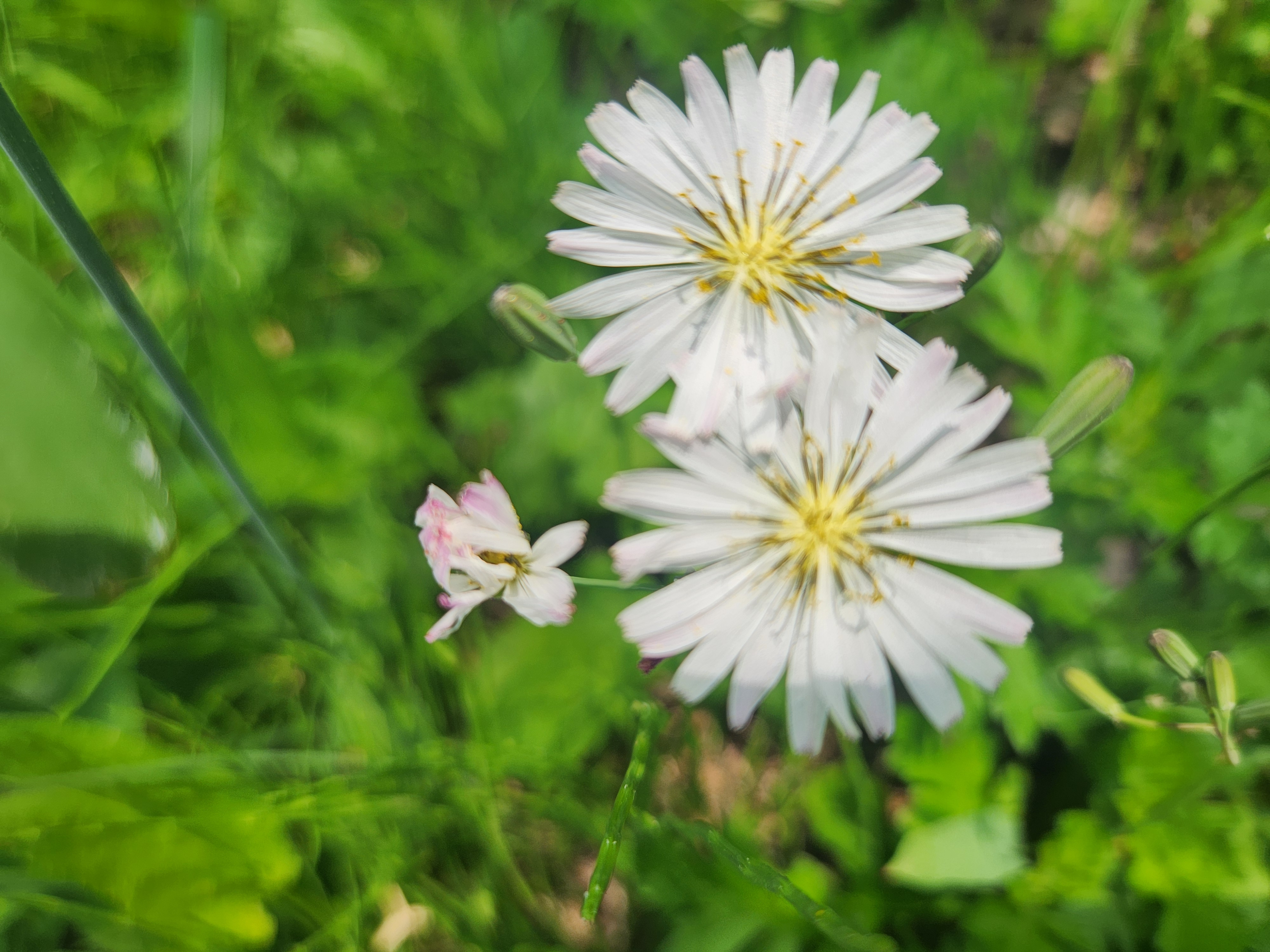 흰 꽃잎과 노란 꽃술이 선명한 씀바귀꽃 클로즈업