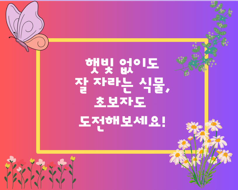 햇빛 없이도 잘 자라는 식물, 초보자도 도전해보세요!
