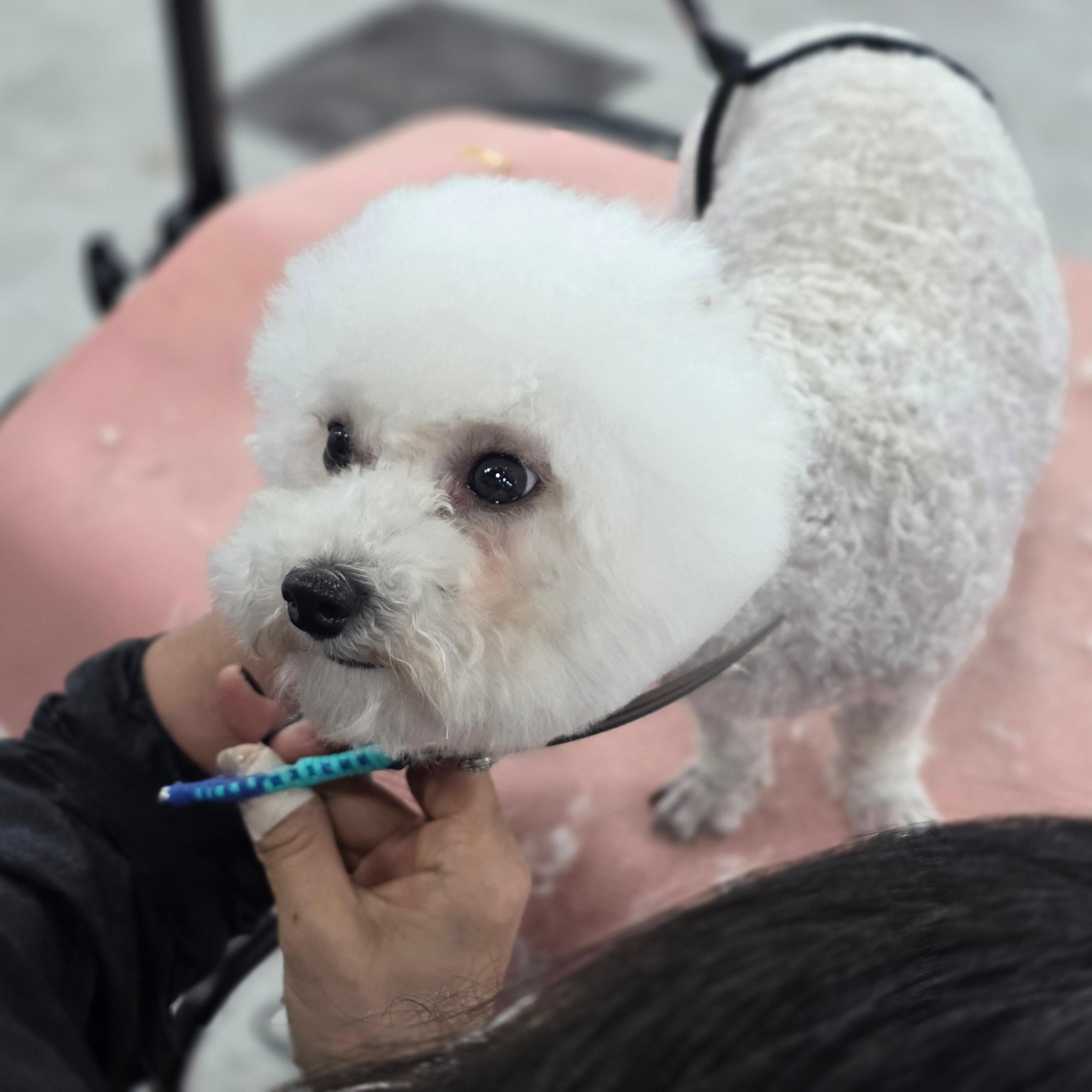 광명애견미용학원