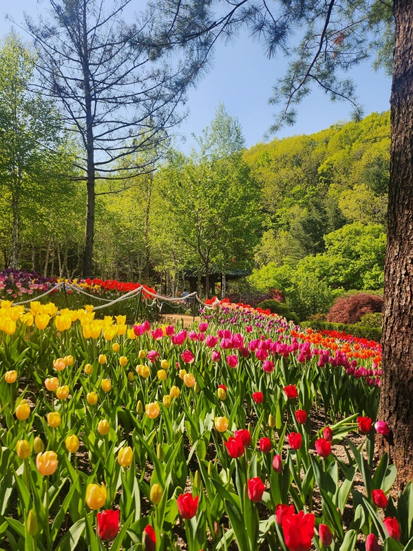아침고요수목원 입장료, 방문기