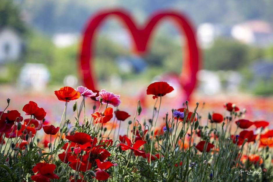 원주 용수골 꽃양귀비 축제