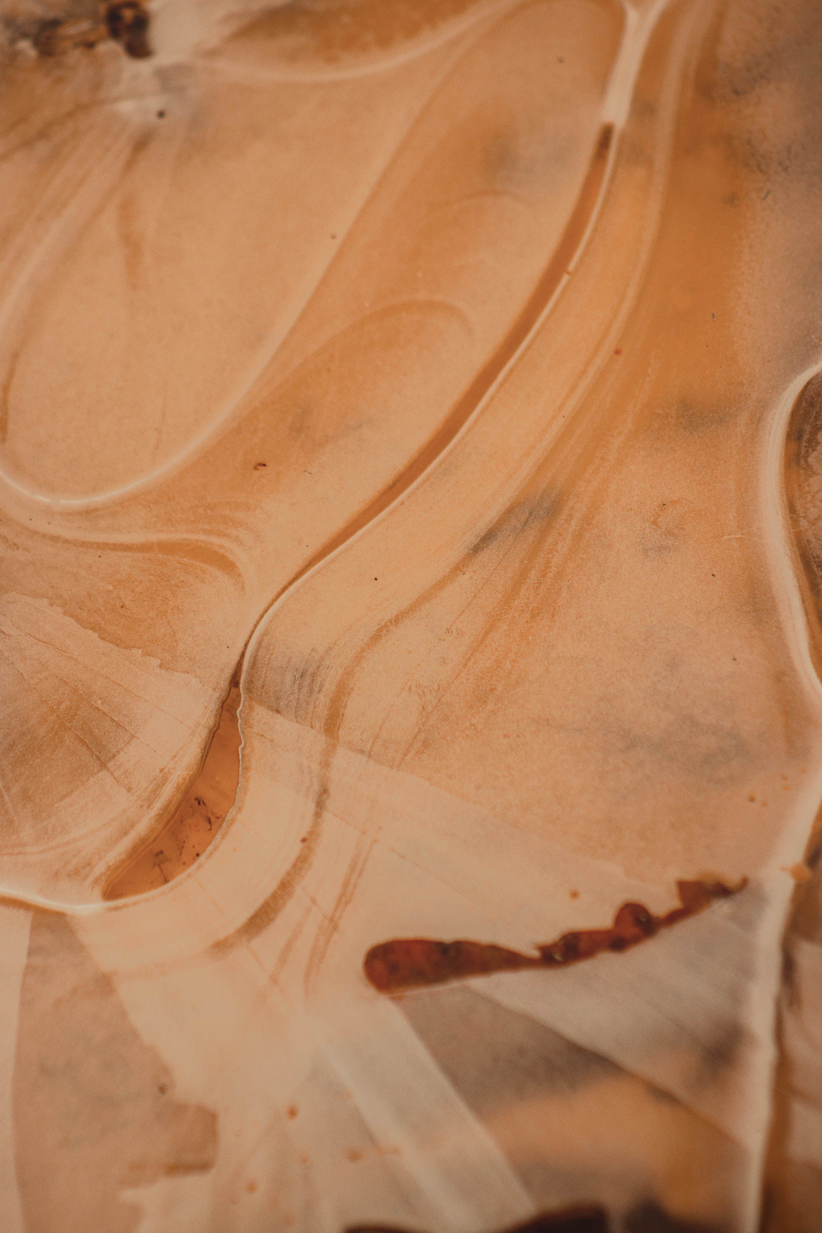 마른나무 흰개미