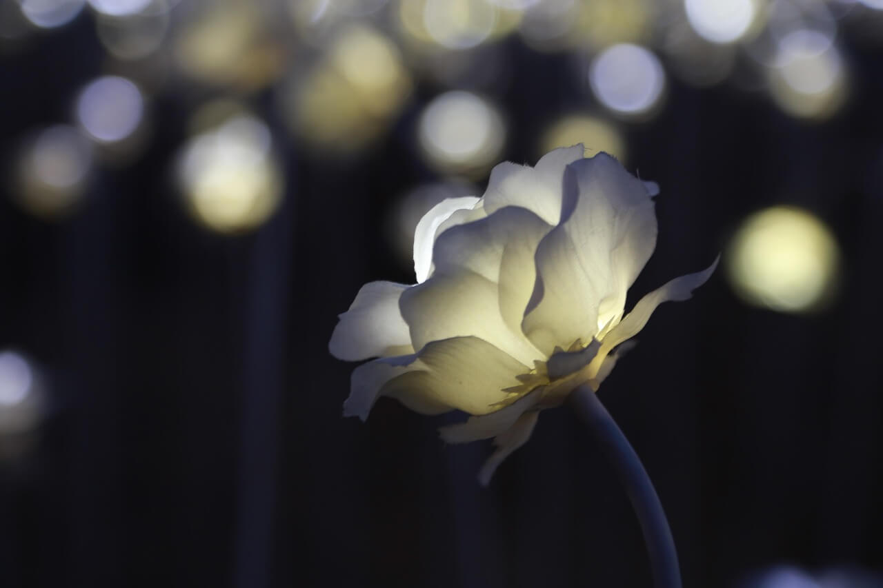 청계천빛초롱축제 100% 즐기는 완벽 가이드