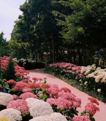 진주 월아산 수국축제