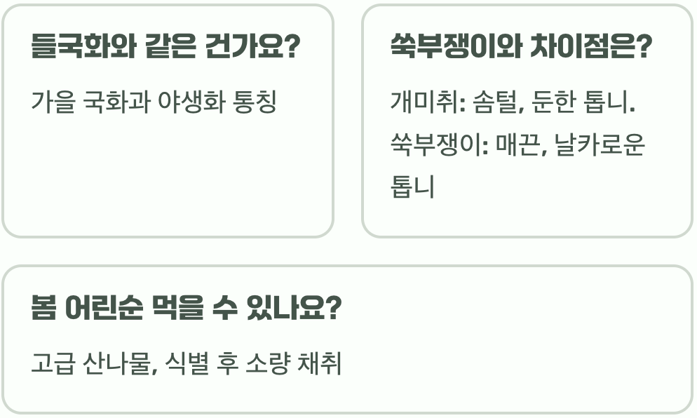 개미취 피는 시기와 계절별로 관찰할 수 있는 특징 정리