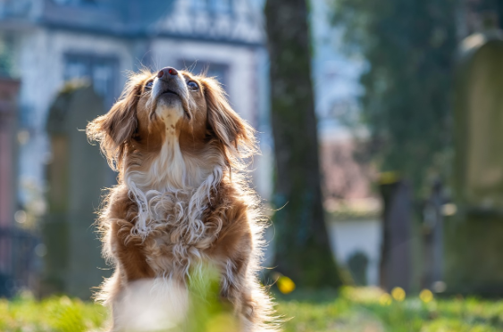 동물과 사람이 공존하는 제주 애월의 특별한 하루