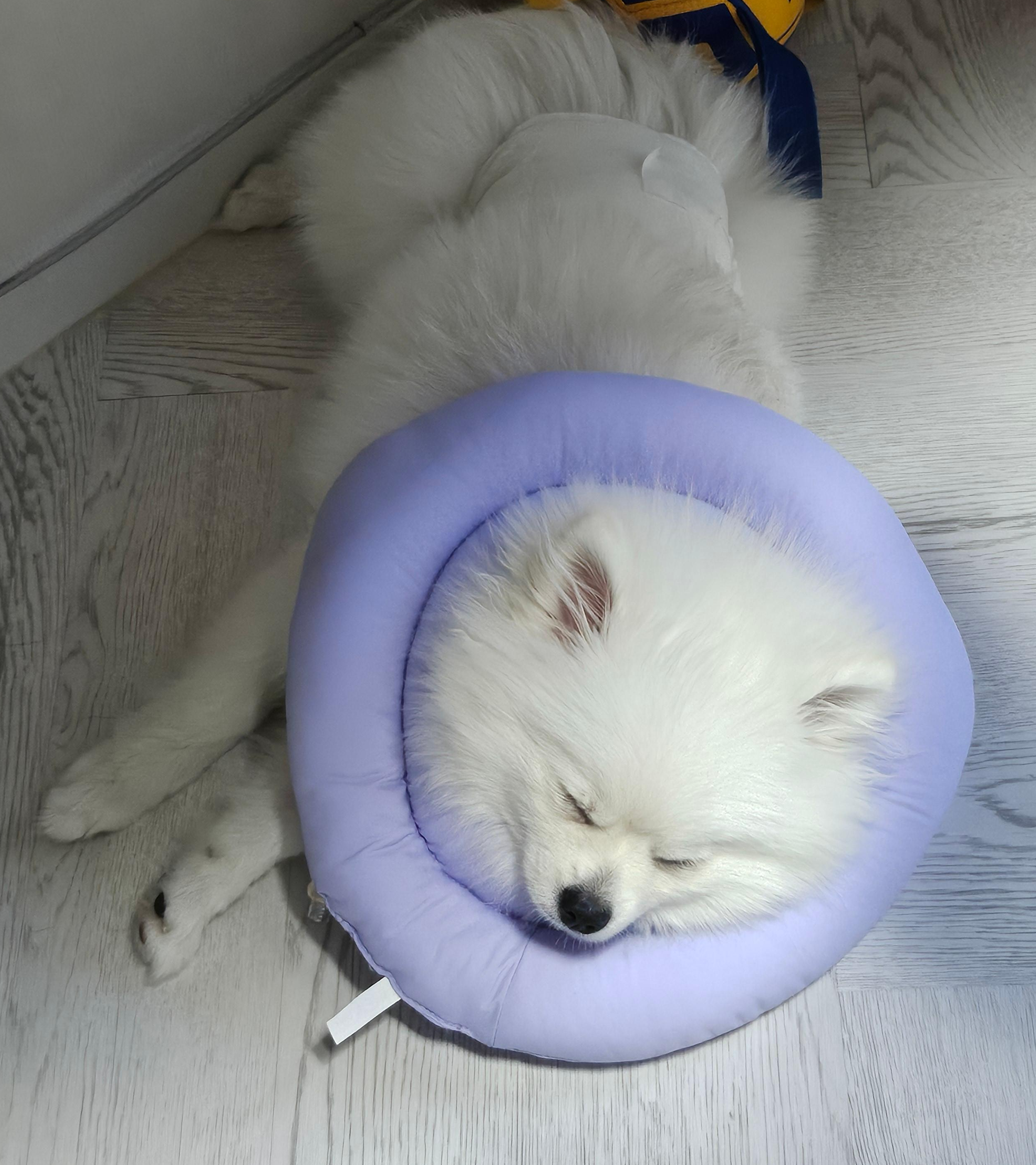 편안하게 자는 하콩