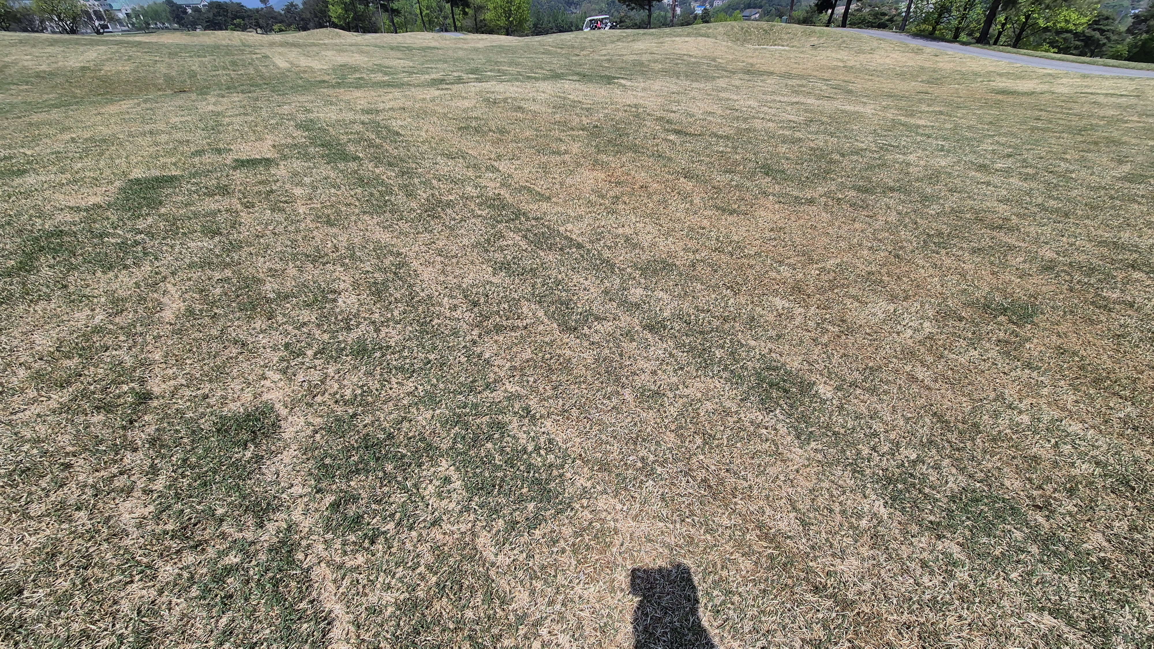 마에스트로cc 라운드 후기