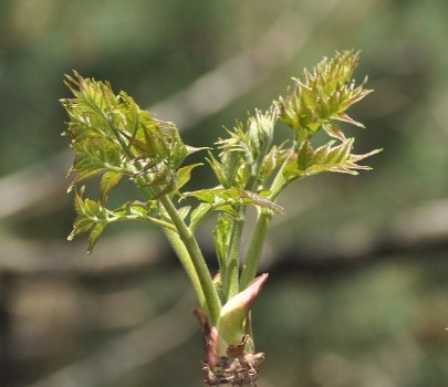 독활이- 꽃을-피우고-있는-사진입니다.