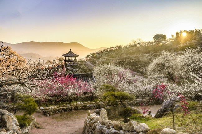 광양 매화축제와 관련 된 사진
