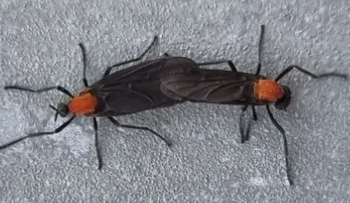 인천을 뒤덮은 러브버그, 외래 곤충이 만든 여름의 불청객 - 생태계 균형을 지키기 위한 대응 방안은?