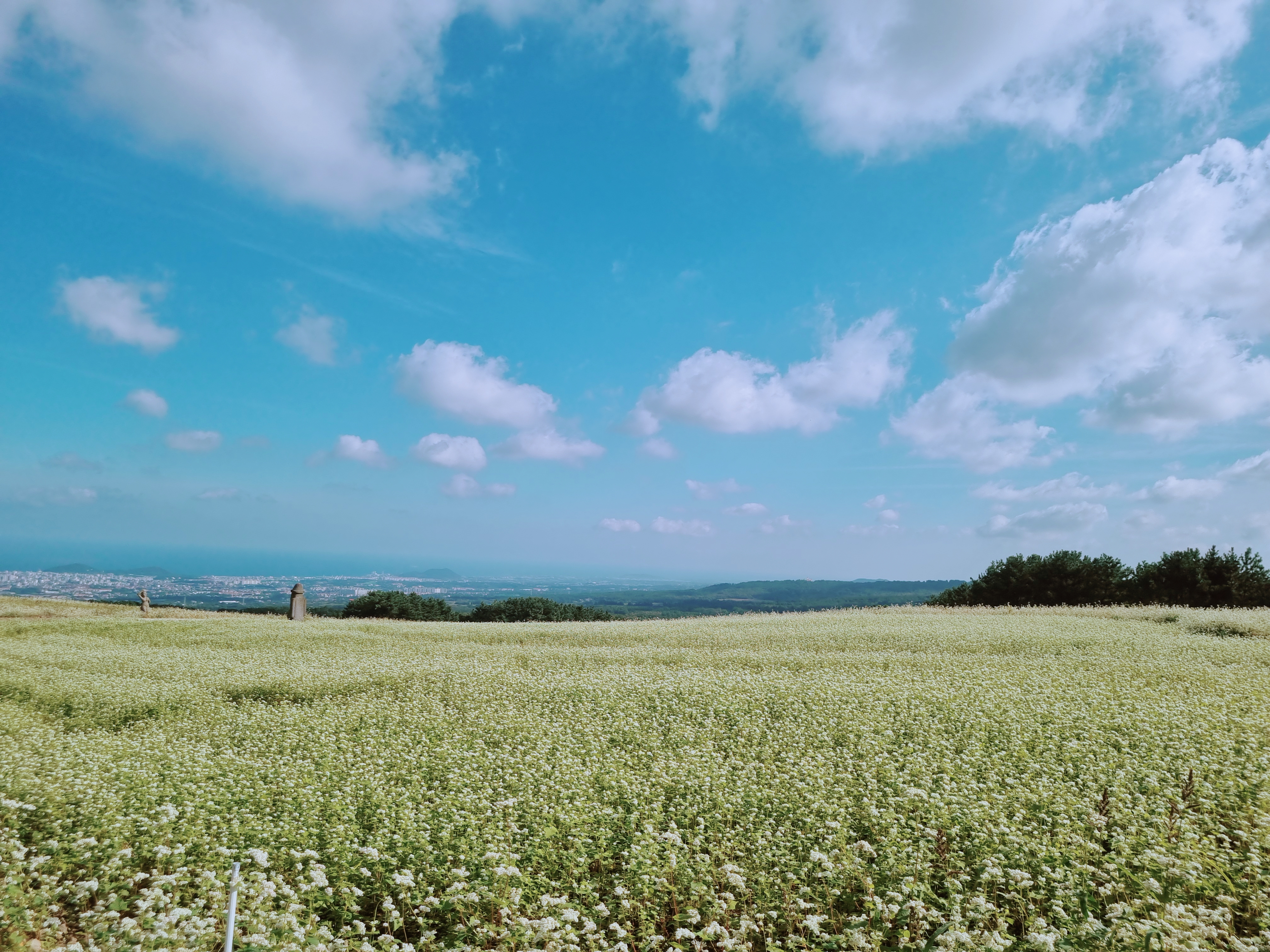 오라동 메밀꽃밭