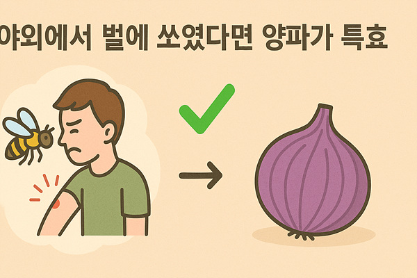 야외에서 벌에 쏘였다면 양파가 특효