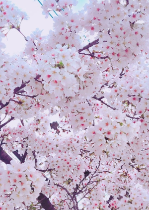 여의도 봄꽃축제