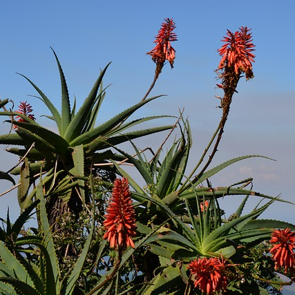 알로에 효능 부작용