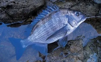 압해도 장감리 감성돔 포인트 소개와 혼자하는 낚시의 즐거움 완벽 낚시 가이드_21