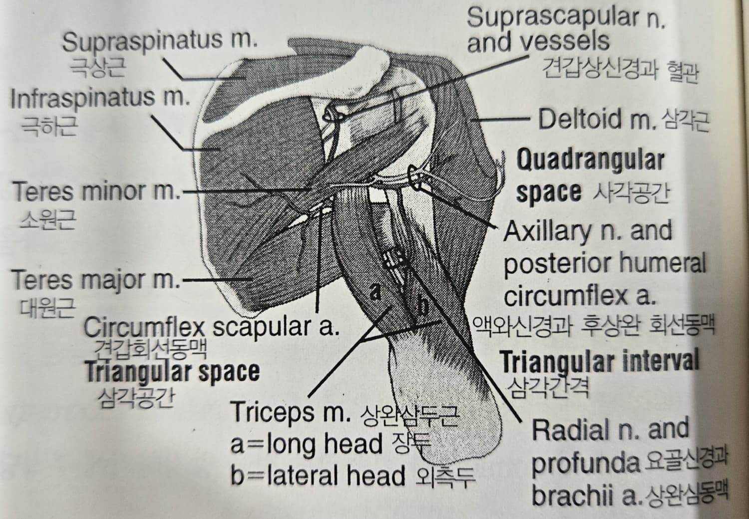 견갑대의 운동손상 증후군 - 견갑상완근