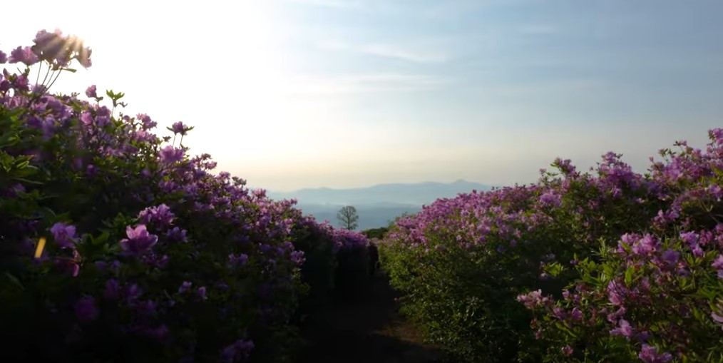 5월에 꼭 가봐야 할 적국 봄꽃 명소