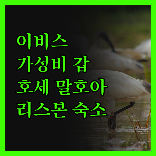 이비스 리스보아 호세 말호아, 가성비