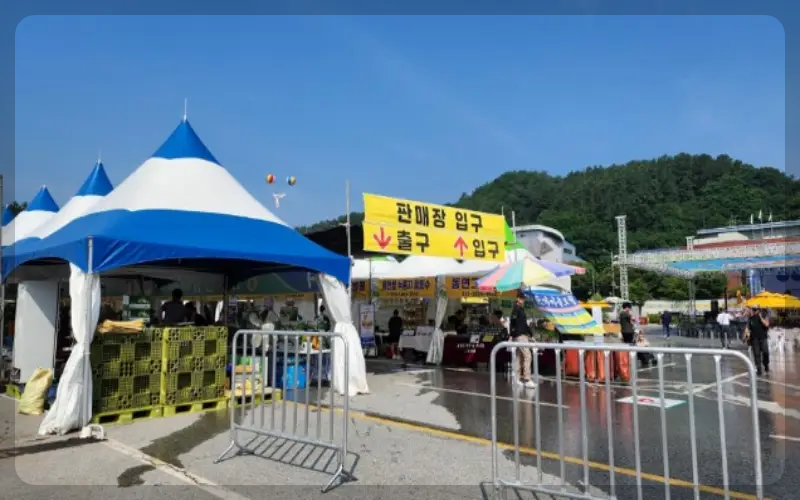 홍천 찰옥수수 축제 판매