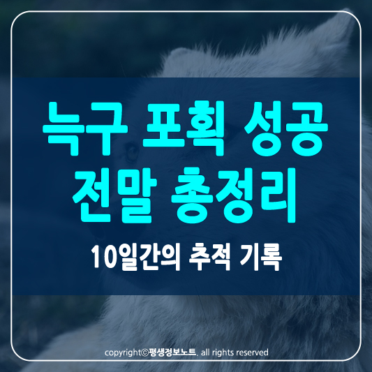 늑구 포획 썸네일