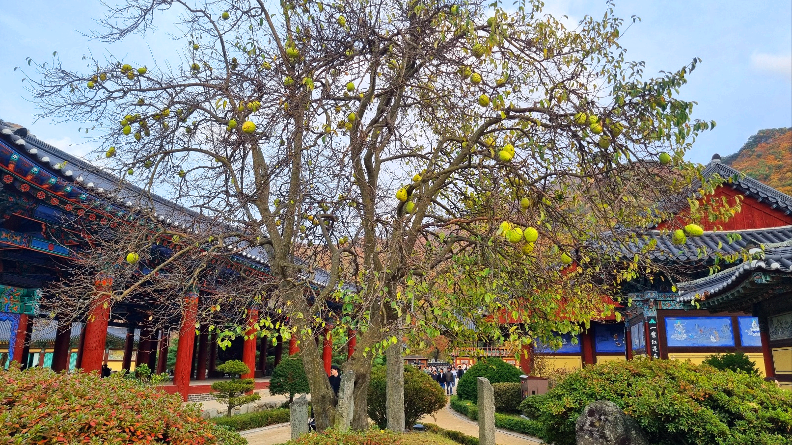 운문사와 무화과