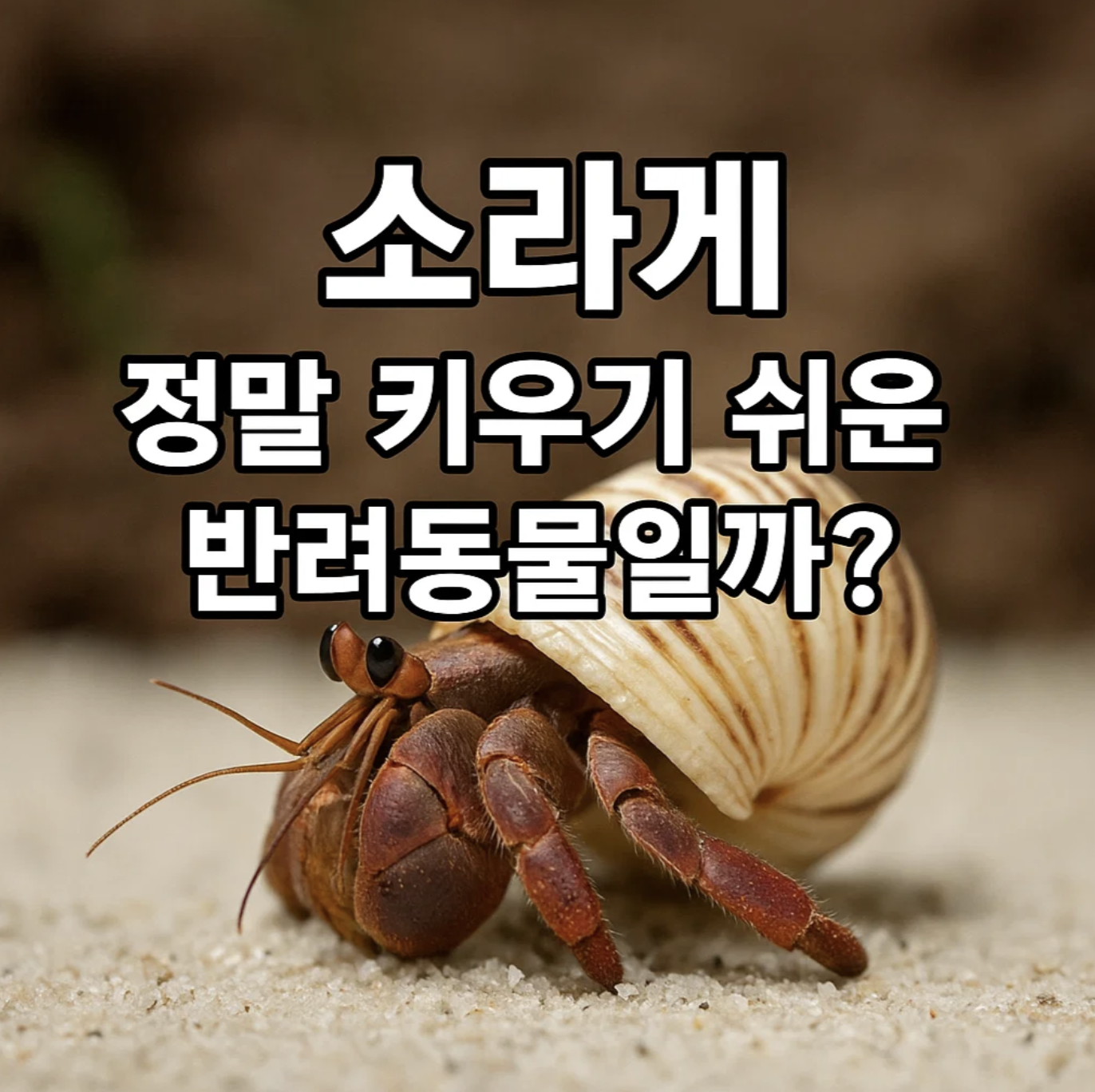 소라게, 정말 키우기 쉬운 반려동물일까?