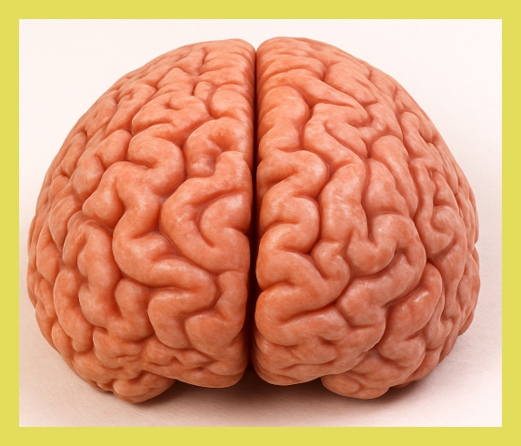 신경가소성 촉진 약물 기반 재활 치료의 임상적 융합 모델