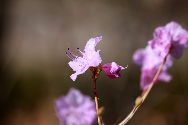 소백산 철쭉 개화시기