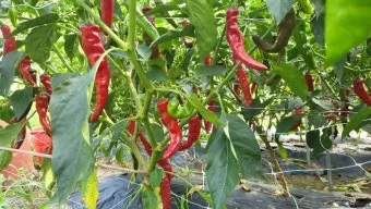 고추 재배 모종 고르기 지주 설치 시비 요령_36