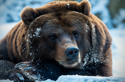 곰꿈 상황별 해몽