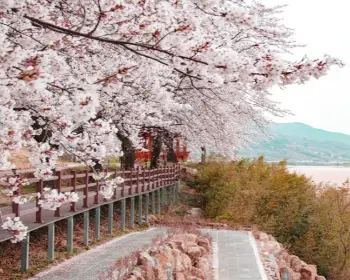하동 십리벚꽃길 개화상황_4