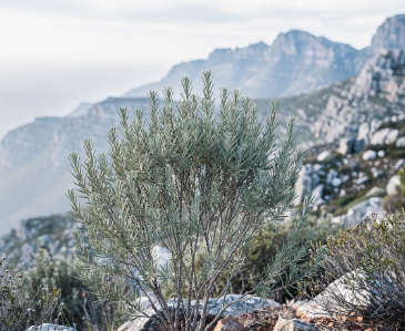 루이보스차의 효능