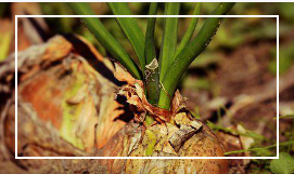 불면증에 좋은 음식