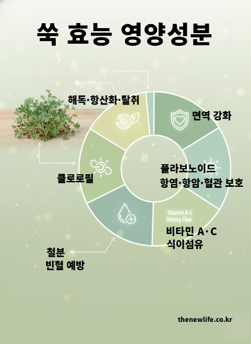쑥의 영양성분과 효능 인포그래픽 – 클로로필, 플라보노이드, 비타민 A·C, 철분, 식이섬유가 함유되어 해독과 면역 강화에 도움을 주는 쑥의 영양 정보