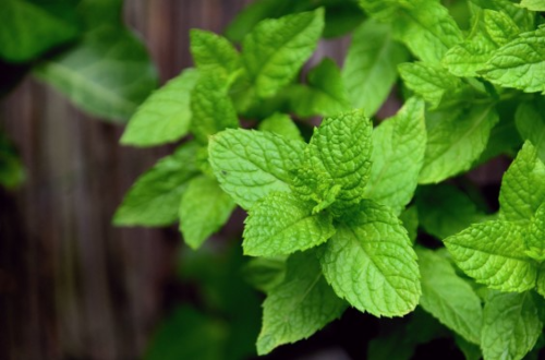 생리통에 좋은 차 6가지