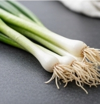 김장 쪽파 심는 시기