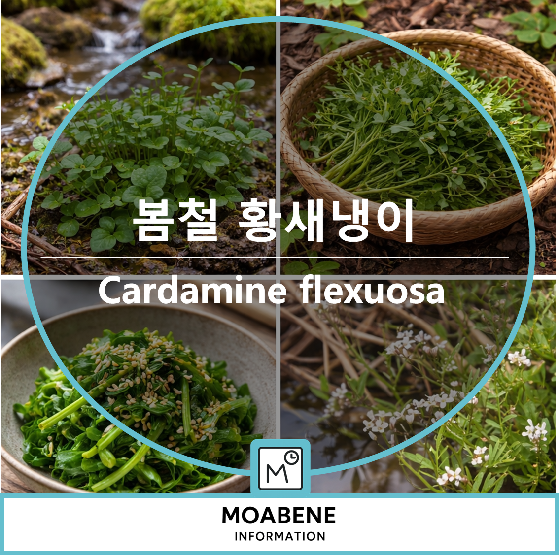 봄철 황새냉이( Cardamine flexuosa ) 알아보기: 생김새, 채취 요령, 맛있게 먹는 방법