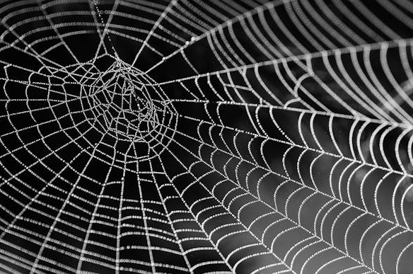 거미줄 패턴이 인간의 창의력과 패턴 인식에 미치는 영향